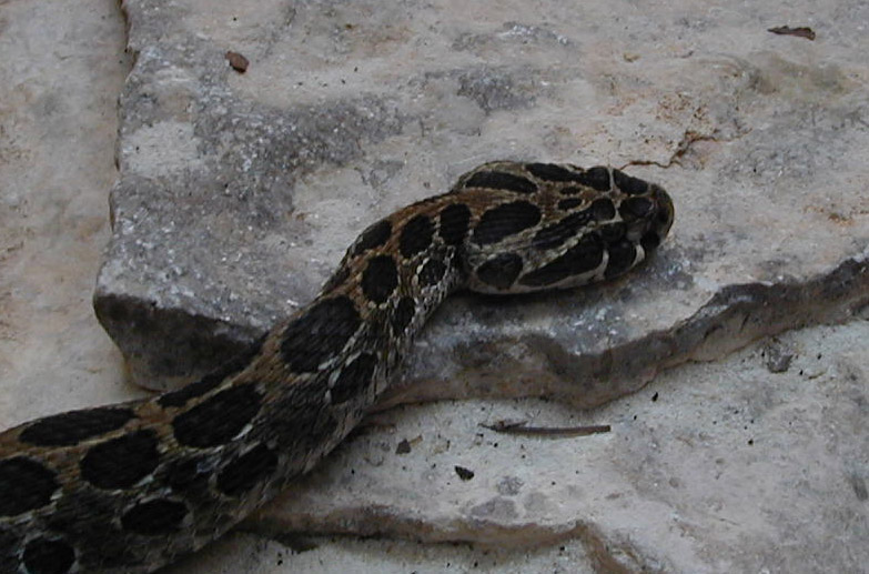 Crotalus polystictus cr.JPG [113 Kb]